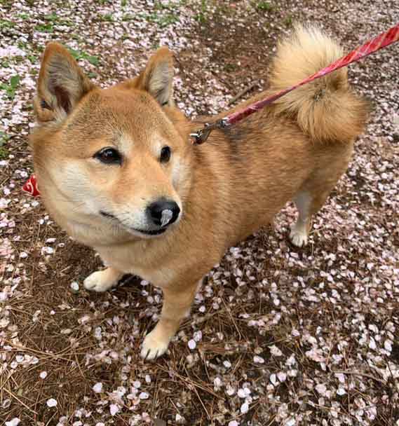 🎉New🎉 リアル柴ライフ 「柴犬にしてもらうのが難しかったこと」 を公開しました。 飼い主さんたちの苦労やあきらめ、一緒に味わってください。 ⬇️読みに来てね⬇️ shiba-suki.com/real06-04/ ※モデル／虎春　写真提供／飼い主さん