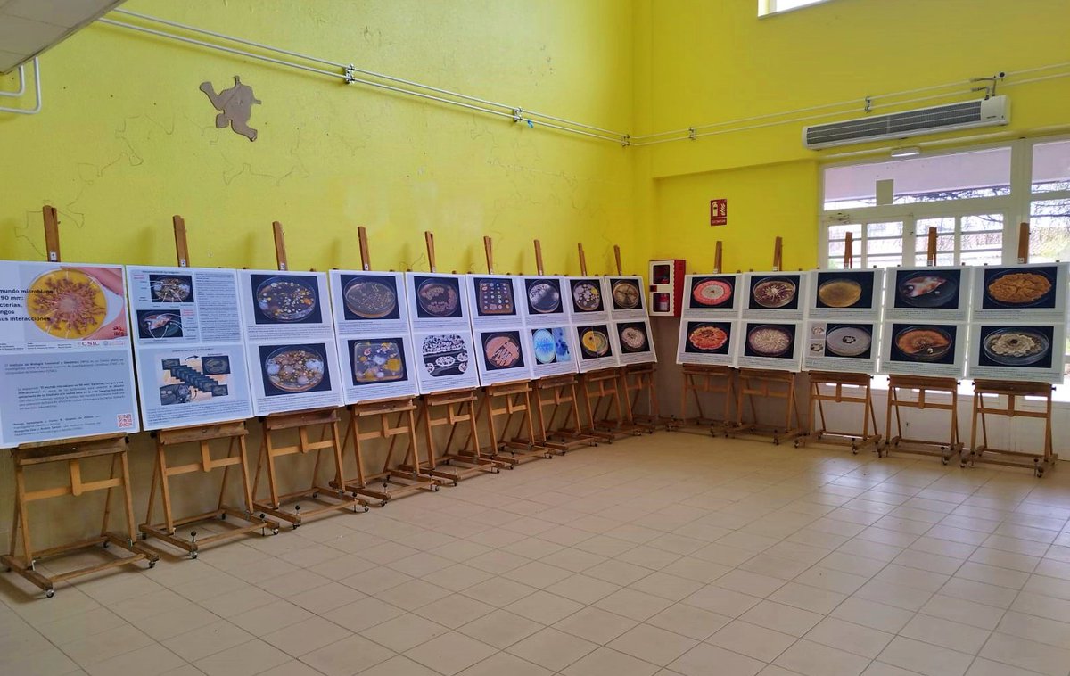 ¡El IBFG se sumerge en la Semana Cultural de <a href="/IESSenara/">IES SENARA</a>! Con la visita de <a href="/Olga_ocg/">Olga Calvo</a> y la magia científica de <a href="/ramiro_cacho/">Ra</a>, acercamos la ciencia a los estudiantes de 1º y 2º de Bachiller. Además, exhibimos la fascinante Exposición fotográfica del mundo microbiano del IBFG. 🧪🔬✨