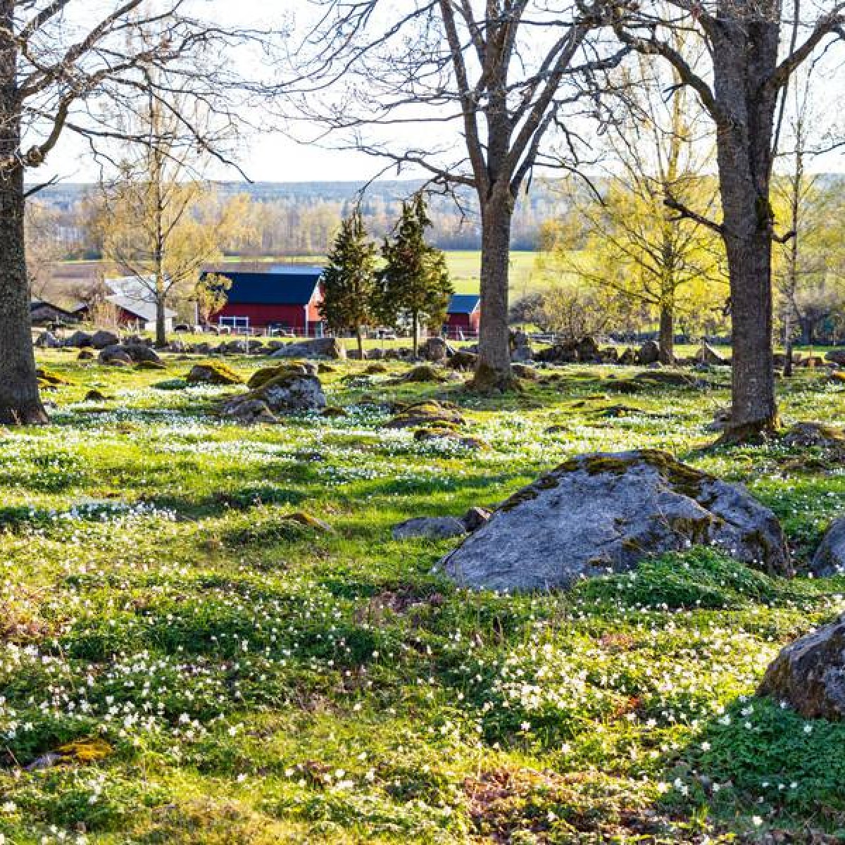 Things to do in spring in Sweden 🍃💗 visitsweden.com/about-sweden/s… 📷 1. Michael Jönsson/Scandinav Bildbyrå/imagebank.sweden.se 2. Tuukka Ervasti/imagebank.sweden.se 3. Roger Borgelid/vastsverige.com 4. Thomas Adolfsén/Scandinav Bildbyrå/imagebank.sweden.se