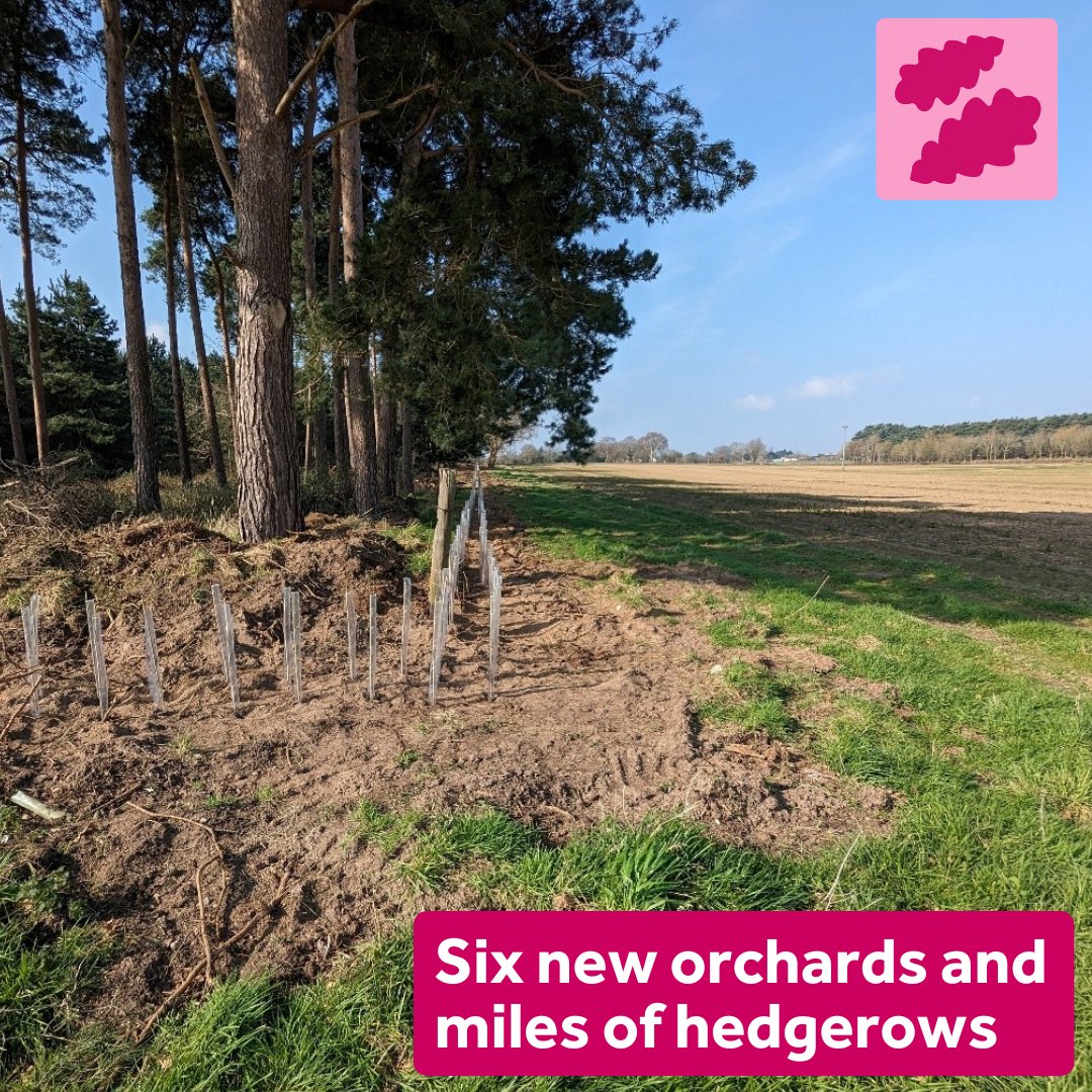 A major £115k project is underway in East Suffolk to create six new orchards and miles of new hedgerows 🌱 This large-scale project covers 10 farms over 5,300 hectares on the Shotley, Felixstowe and Orford peninsulas 🌳 Find out more 👉 ow.ly/qutU50R8qRy