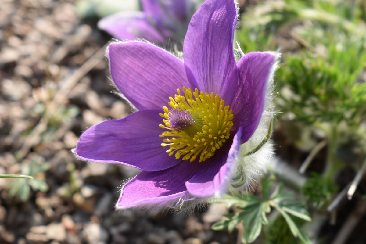 #plant picks @CUBotanicGarden this week include Tilia endochrysea, whose emerging foliage is a rich wine colour; Ercilla spicata, an unusual Chilean climber on our Systematic Beds; & the more familiar #pasque flower, Pulsatilla vulgaris.