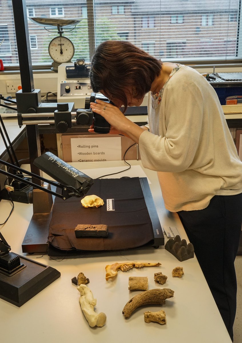 ZooarchLabSheff's tweet image. Understanding Zooarchaeology II Day 3. 3D scanning, photography, skeletal preparation, biometric analysis and more!   Very proud of our enthusiastic participants! 😊@UniShefArch @UAlbarella @ChippingEwan @SnakesAndBones @tracyplatts