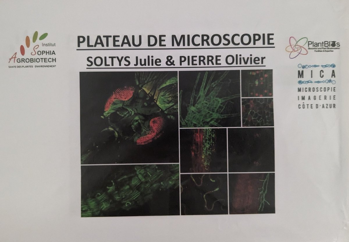 LZurletto's tweet image. TP de biotechnologies végétales 2024 #Polytech Sophia : observation des résultats sur le plateau de microscopie @SAgrobiotech @INRAE_PACA 🔬 Merci pour l&apos;accueil et l&apos;expertise !
Les étudiant.e.s ont en pris plein la vue 🤩