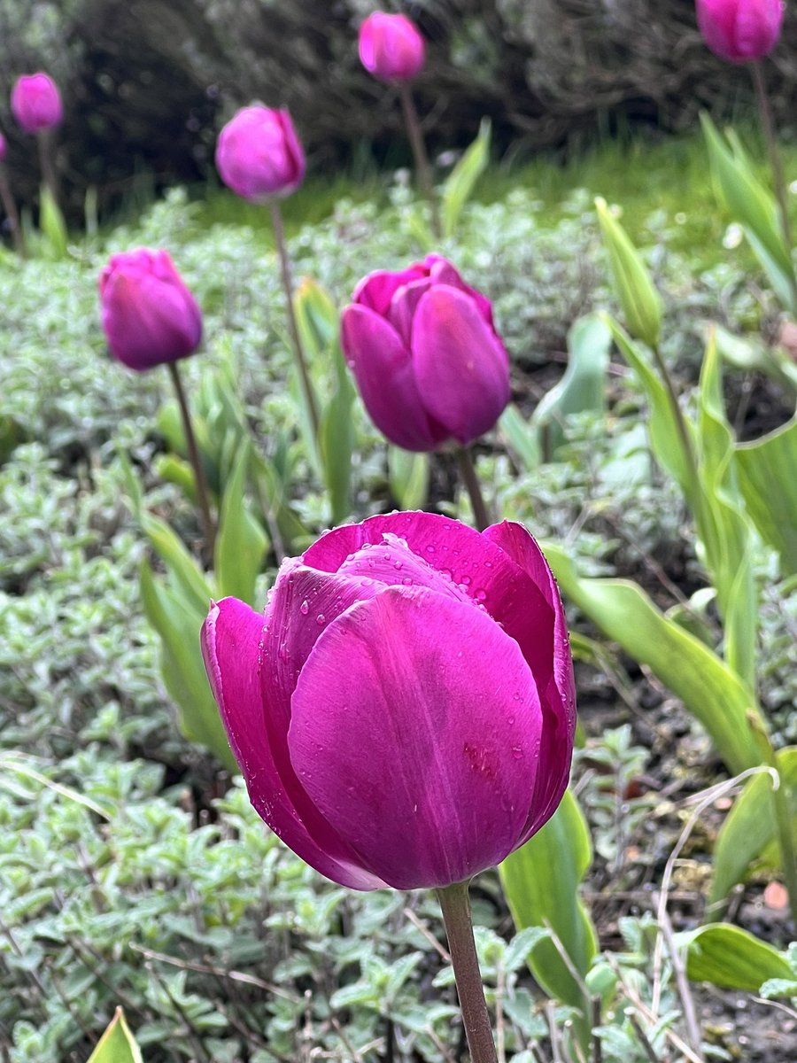 Wishing you a great weekend with striking pink tulips.

#tulip #springbulbs #gardens #visitsussex.