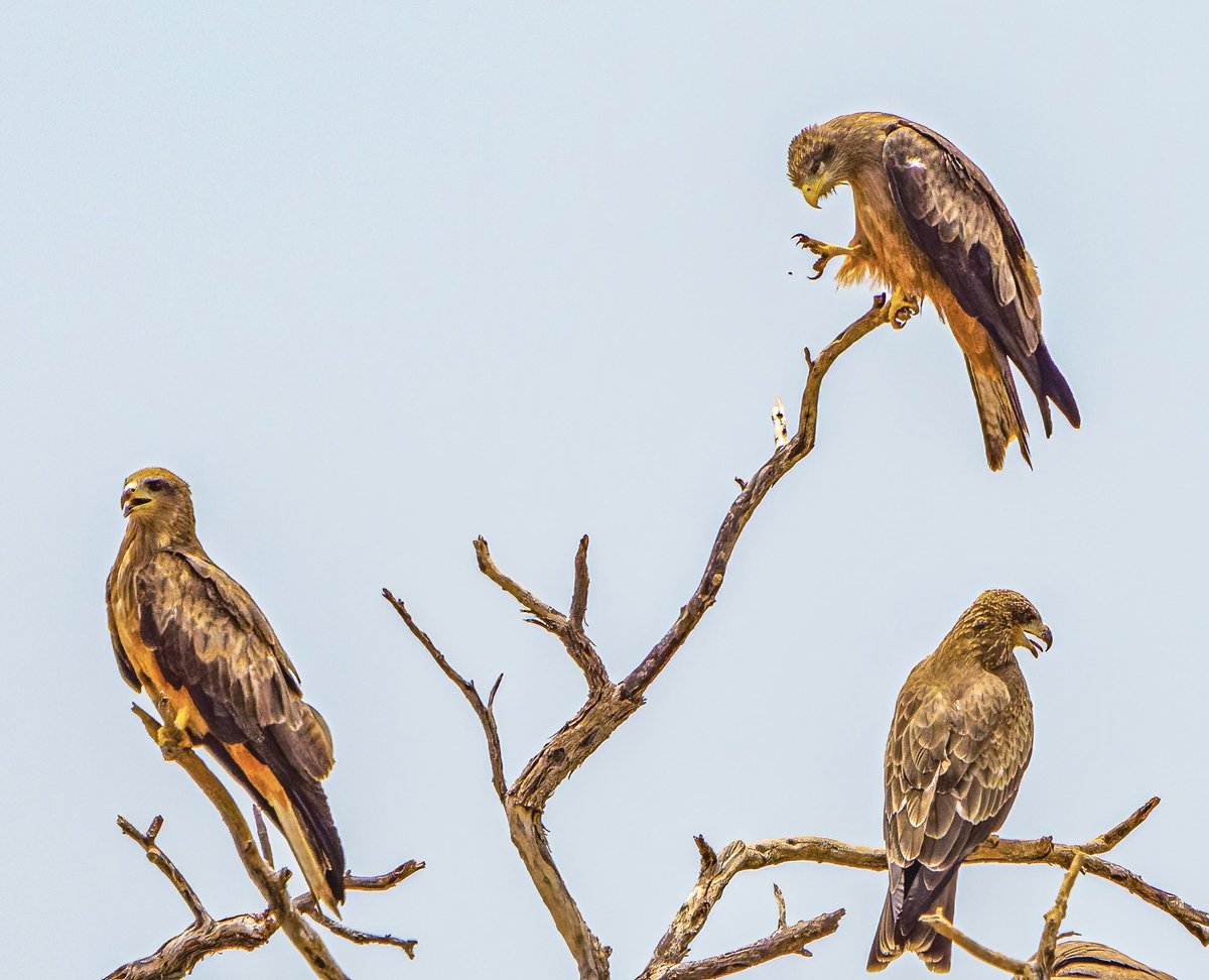 A trio of Yellow-billed Kites taken last month near  Etosha @Natures_Voice @NatGeoTravel #BBCWildlifePOTD #TwitterNatureCommunity #birding #NaturePhotography #wildlifephotography #birding #Namibia