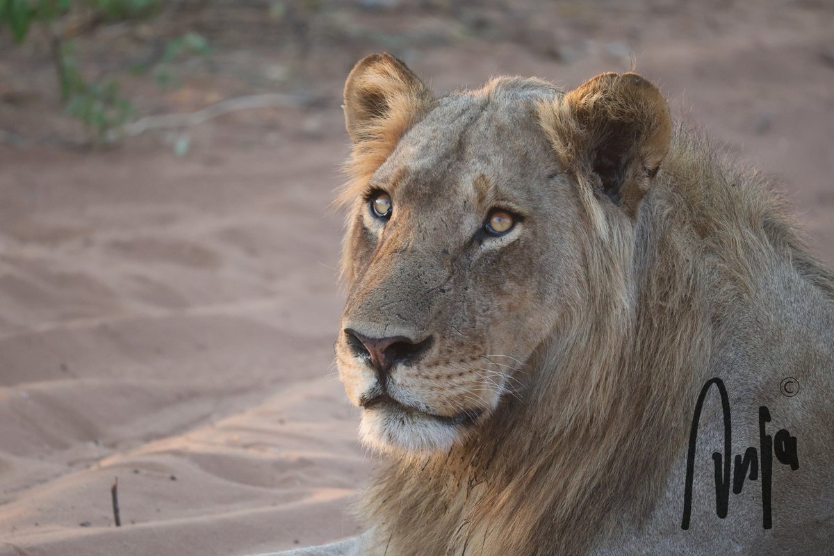 😎 #Lion #photography #nature #wildlife #outdoors #goedemorgen #travel #safari #Chobe #Botswana #Africa