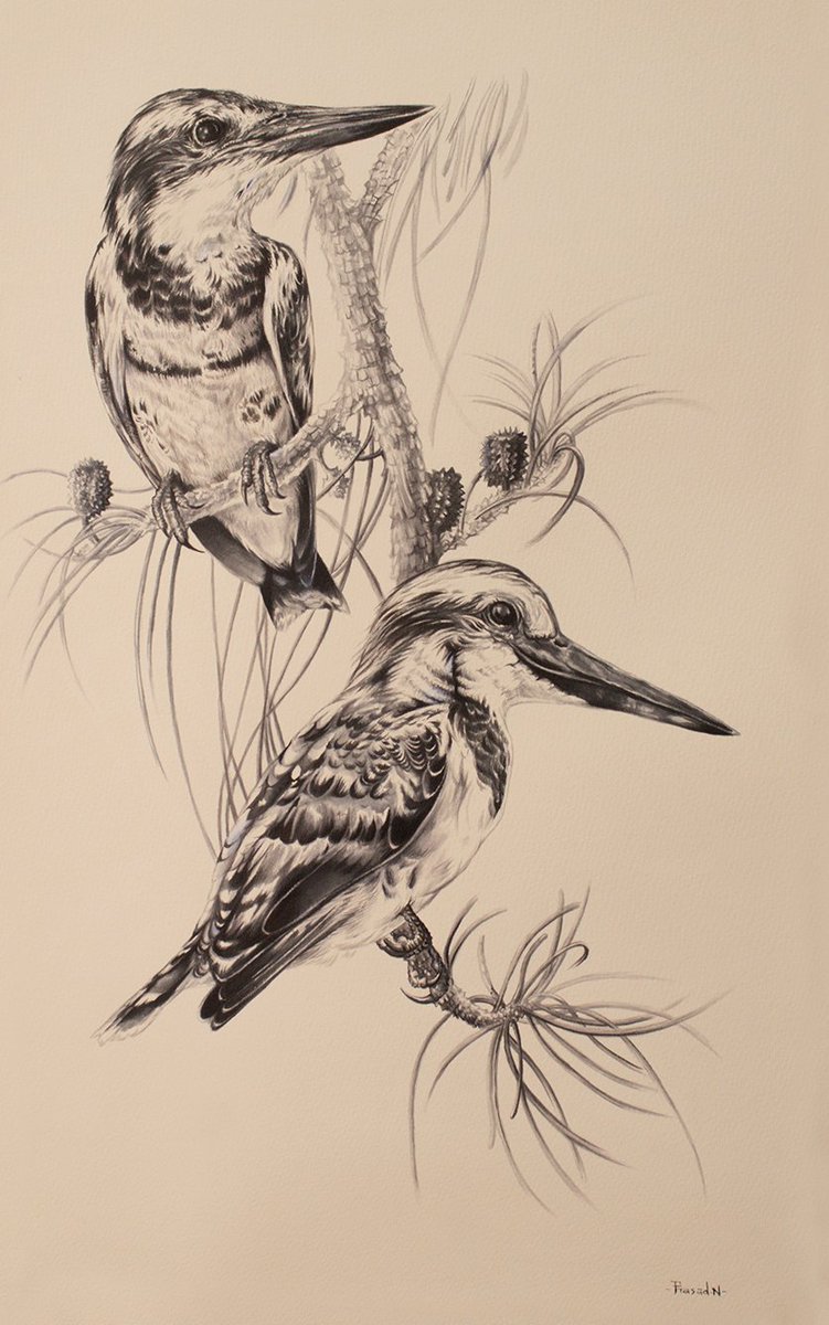 Pied Kingfisher Pair now completed.
#bengaluru #BirdTwitter #naturelovers #IndiAves #illustration #birdart #natureart #wildlifeart #indianartist #INK #blackandwhite #ArtistOnTwitter #ArtistOnX #TwitterNatureCommunity #Karnataka #Kingfisher