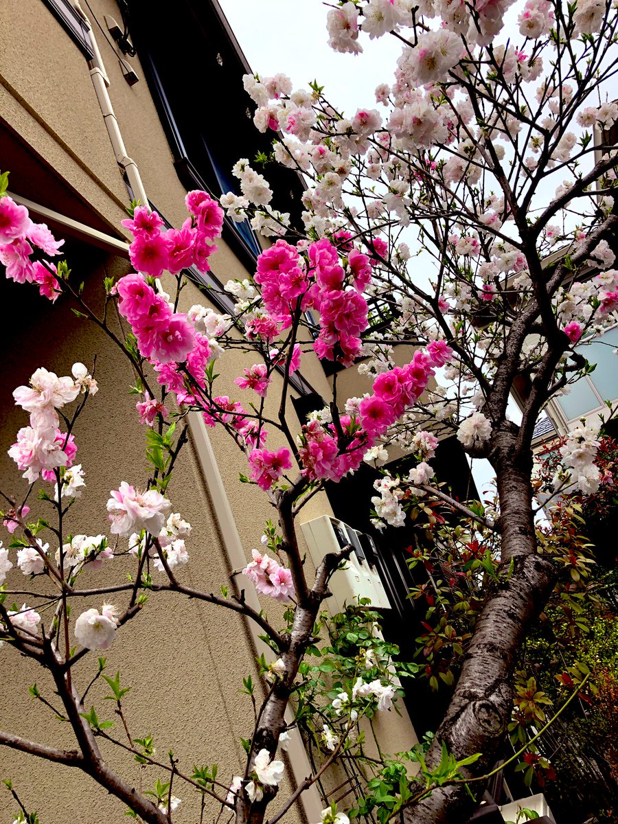 「普段家に根が生えてる私ですが、桜の時期だけは腰が軽くなる。今日は凄く寒かったけど」|篠原正美/すずはら篠のイラスト