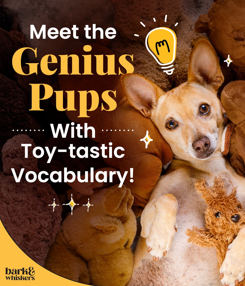 A recent study confirms that rare dogs, dubbed Gifted Word Learner (GWL) dogs 🐕 🧠, are super-smart by any standard. They can learn hundreds of names of dog toys! 🤯 Discover more about the canine Einsteins here: bit.ly/43OcdNZ #Dog #DogsOfTwitter #Pet