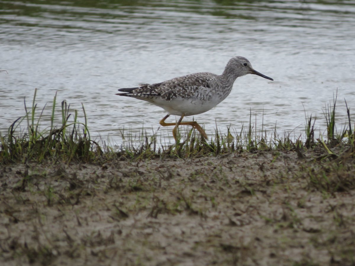 LeeEvansBirding's tweet image. LESSER YELLOWLEGS still by Frampton Marsh RSPB car park this morning, while COMMON NIGHTINGALES have returned to many locations in SE England. The male MYRTLE WARBLER continues in Ayrshire