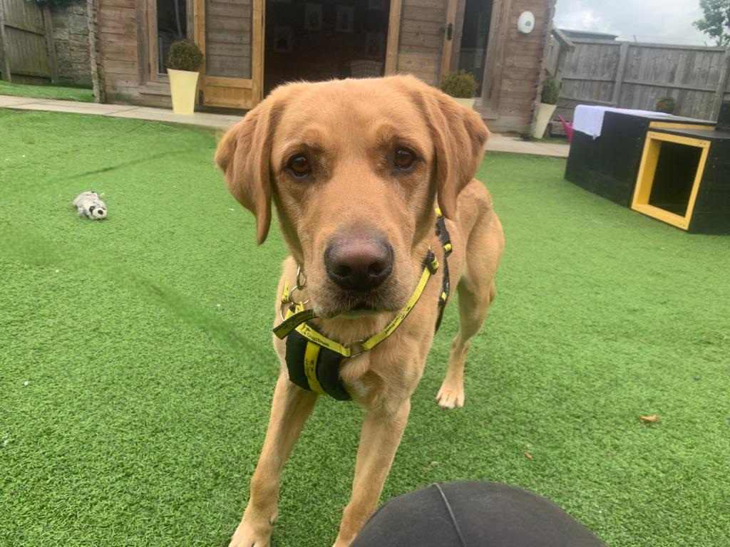 DogsTrust West Calder (Edinburgh) (@dt_westcalder) on Twitter photo Gentle Joey is happily pottering around until his forever family arrive ❤️
If you are looking to adopt this calm canine 🐾 you can favourite him on your Apply to Adopt Application
#ADogIsForLife
#AdoptDontShop
<a href="/DogsTrust/">Dogs Trust 💛🐶</a> Gentle Joey is happily pottering around until his forever family arrive ❤️
If you are looking to adopt this calm canine 🐾 you can favourite him on your Apply to Adopt Application
#ADogIsForLife
#AdoptDontShop
<a href="/DogsTrust/">Dogs Trust 💛🐶</a>