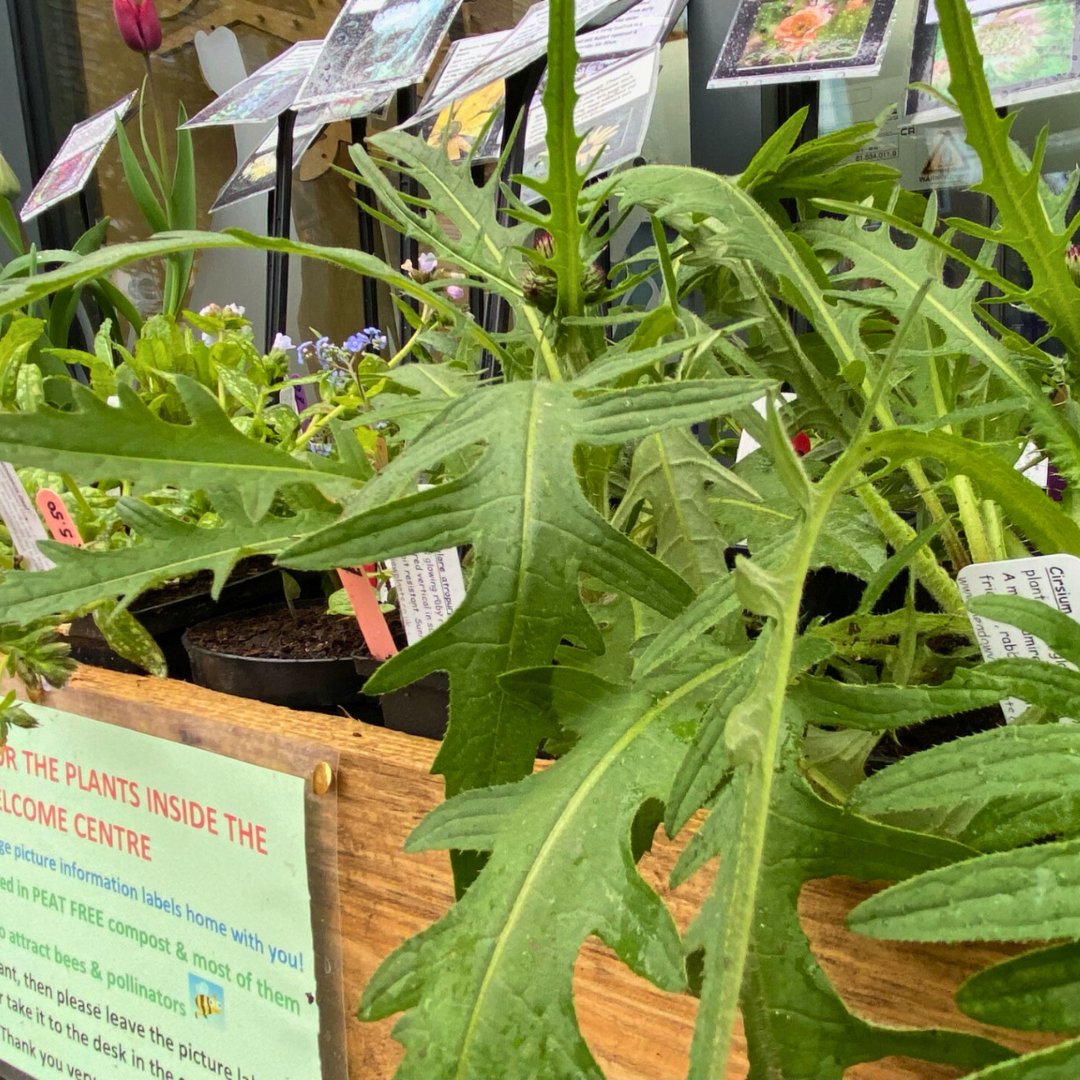 Have you spotted our new plant table? Check out our amazing selection of peat free plants on your next visit to Brockholes! 🌱🌼 Thanks to our friends at Meadow View Plants, we've got a variety of pollinator-friendly species that are perfect for your garden.