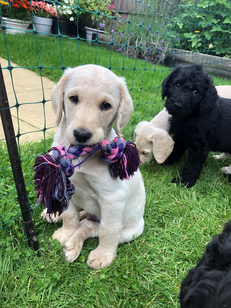 Please play with us! #FridayPuppyFix