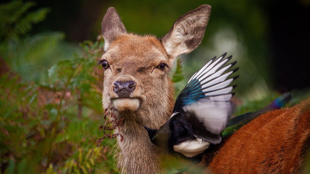 The winners of MPOY 2024 are here! 1st place: Gary Watson 2nd place: Gordon Roach 3rd place: Jon Kelf 1st place Young MPOY: Beau Healy Which is your favourite? #wildlifephotography #photography #wildlife #britishwildlife #mammals