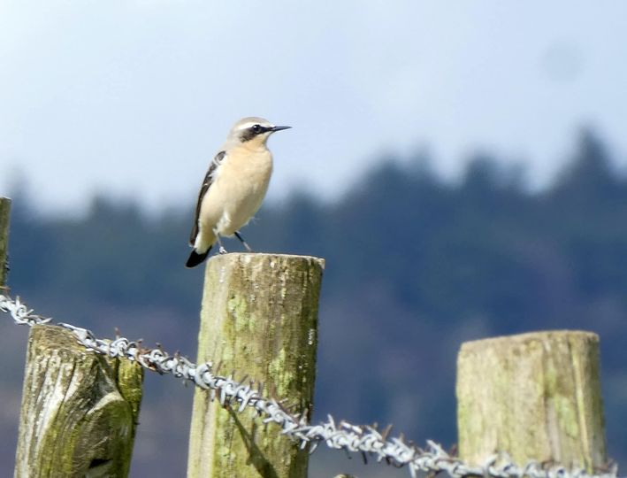 The first #wheatear spotted this year on our Stiperstones #NationalNatureReserve in the #Shropshire Hills #NationalLandscape. A few nest on the #Stiperstones, most past through on what is thought to be the longest migration of any songbird. @BTO_Shropshire @_BTO @NatLandAssoc