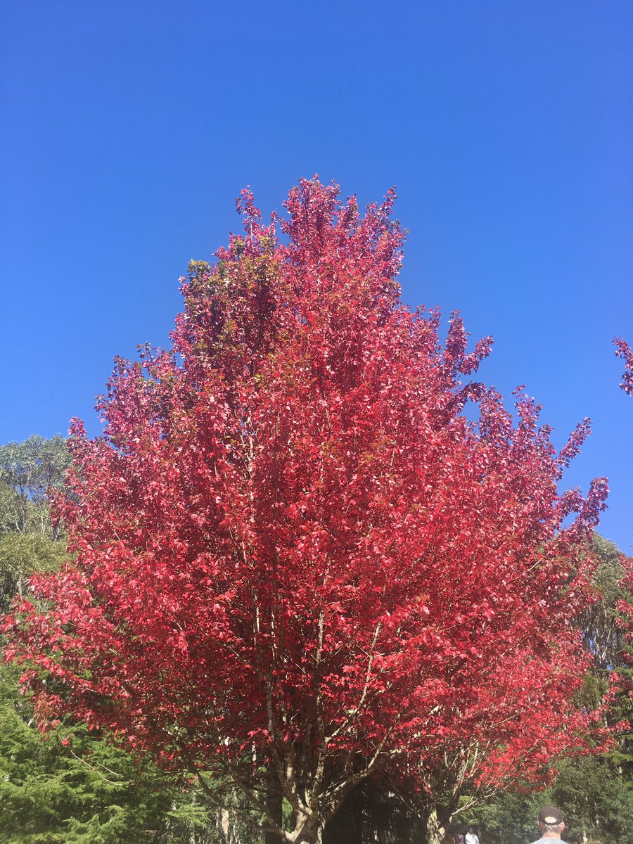 sheigagli's tweet photo. Autumn in Macedon Regional Park, Victoria, Australia #Australia #Macedon #Autumn #touristic #tourism                  Visit my YouTube channel to see more:
https://t.co/Cm87N5d4UR https://t.co/igDRxFSpZq
