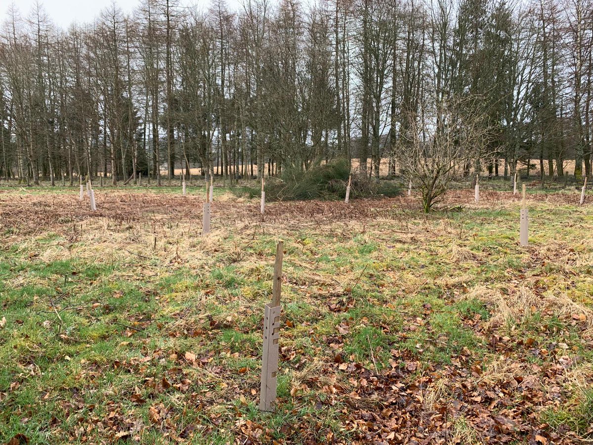 Here is a ‘before’ and ‘after’ of Upper Sixth BTEC Countryside Management pupil Jack’s work. He carefully cleared the space before planting a native deciduous woodland. #GlenalmondCollege #btecvocationallearning