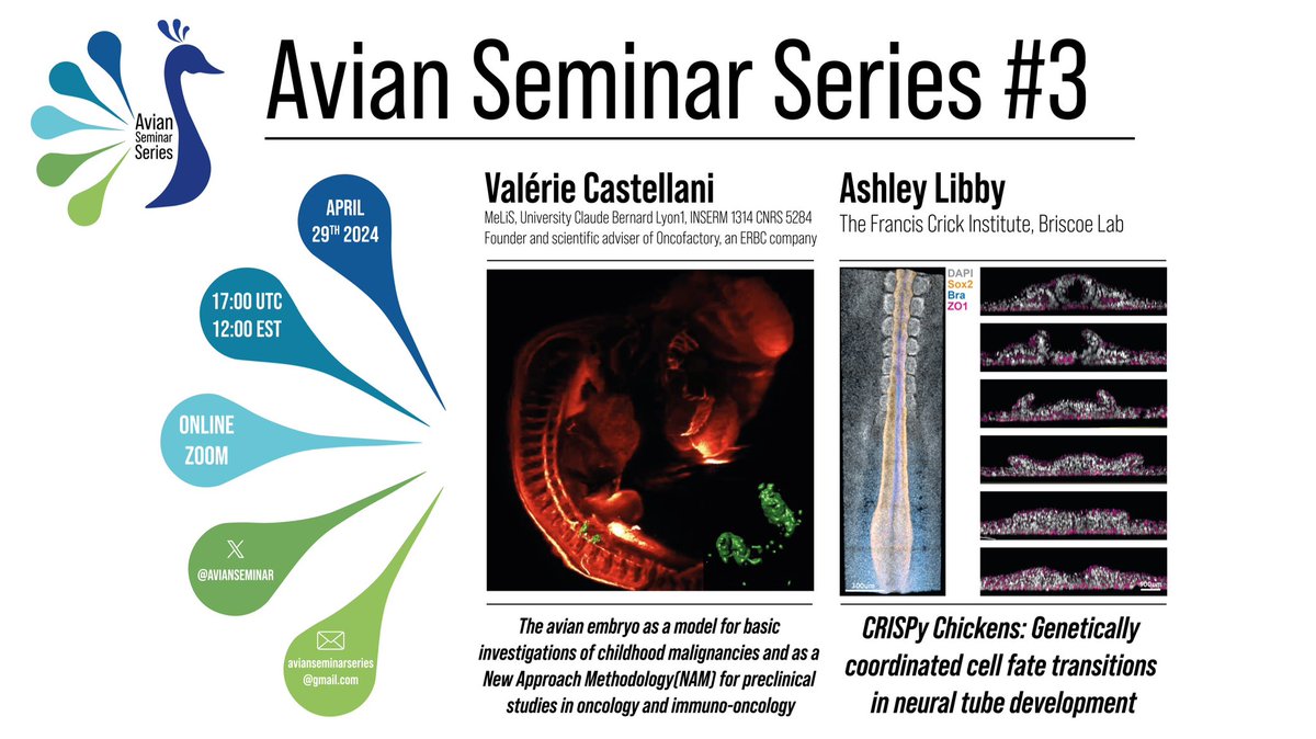 We are happy to announce our third seminar with @CastellaniLab and @AshleyLibby12 on the 29th of April ! 🦚 Register here if you haven’t already: forms.gle/mGWYY4HGiGGF3e…