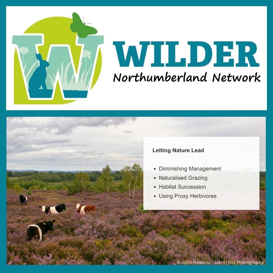Another Wilder Northumberland Principle is Letting Nature Lead. This could be through diminishing management or naturalised grazing. It is all about giving nature the chance to flourish by itself and letting natural processes take hold once more.  #WilderNorthumberlandNetwork