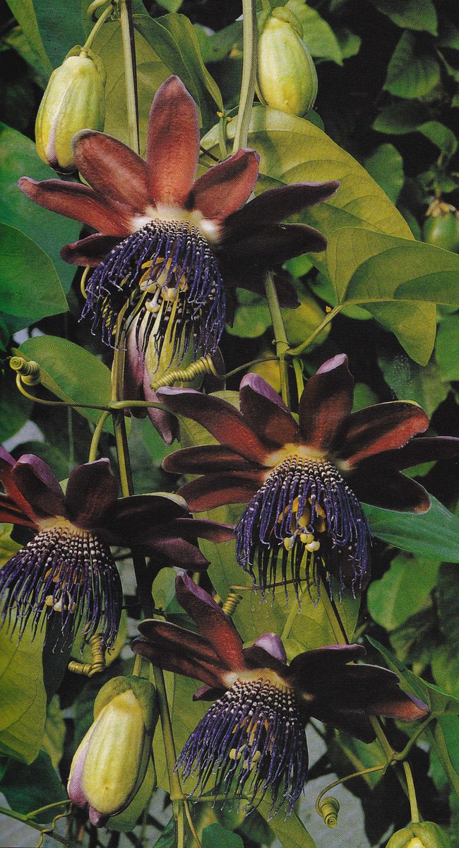 The Garden magazine, Volume 122, June 1997.