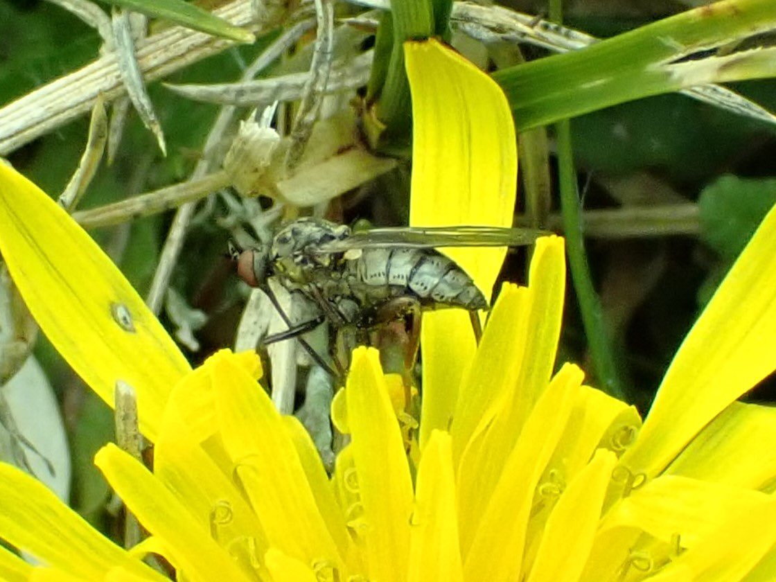 Insects love dandelions. A long-faced furrow bee, sandpit mining bee, tiger hoverfly and the dagger fly empis femorata at Dawlish Warren NNR @WarrenBirding