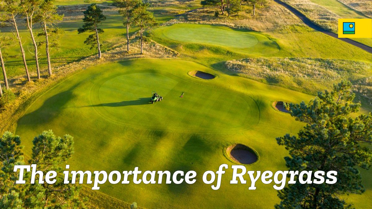 The demand for Perennial Ryegrass within sport and golf turf management is increasing🌱⛳️
Read here about the importance of Ryegrass on your course:
barenbrug.co.uk/news/the-impor…
#notallgrassesareequal #golf #grassexperts #golfcoursemanagement