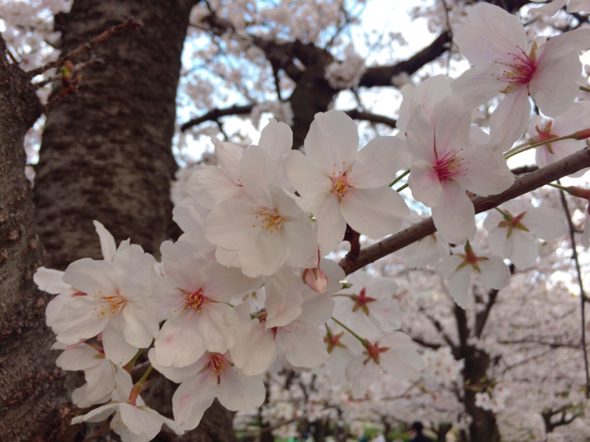 ＼💟今週もお疲れ様でした🥳／

年度始めの1週間お疲れ様でした！

桜が満開で週末はお花見楽しめそうですね☺️🌸

みなさま良い週末をお過ごしください✨

来週もよろしくお願いします(๑˃̵ᴗ˂̵)ノ🍺
⁦#企業公式がお疲れ様を言い合う⁩
#企業公式春のフォロー祭り⁩
#企業公式相互フォロー