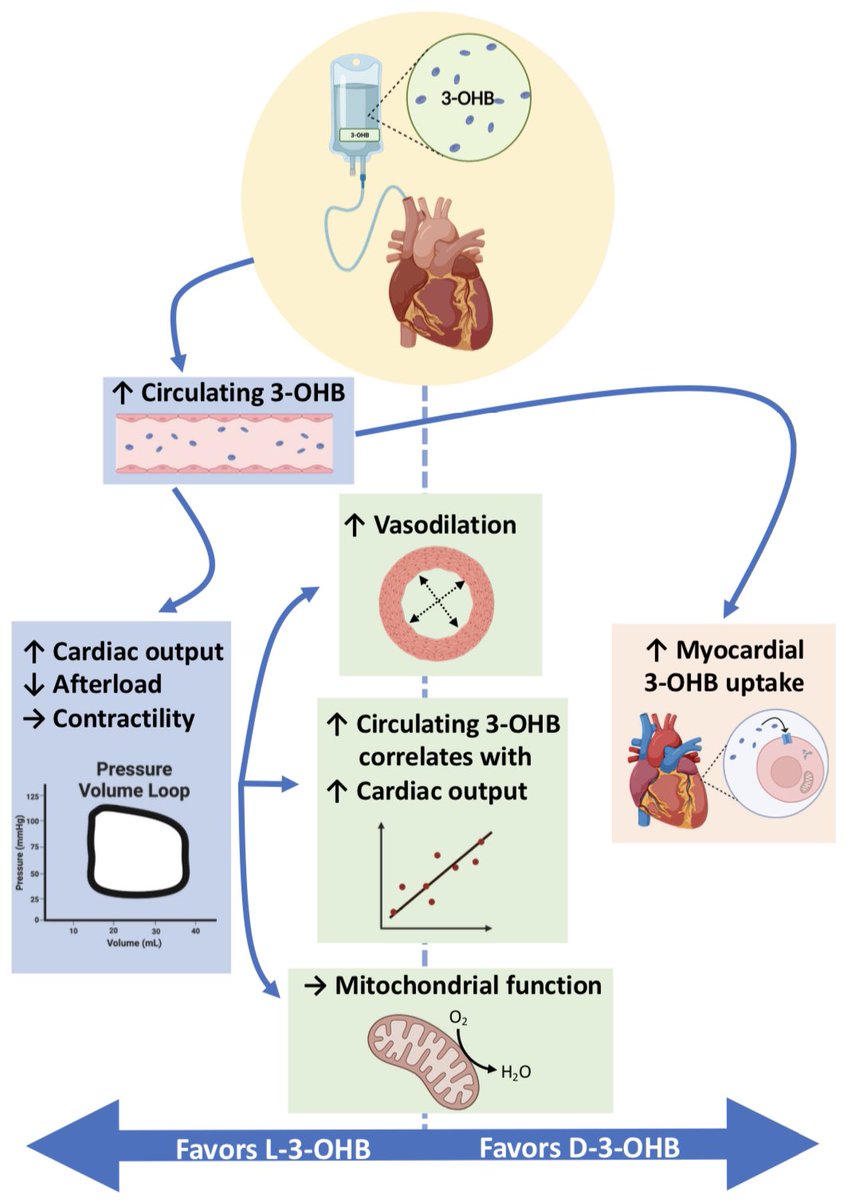 Ketone news:

Our new study sheds light 💡on the unexpected role of L-3-OHB in driving a beneficial 🫀hemodynamic response to 3-OHB infusion. ❌It highlights a dissociation between myocardial metabolism of D- and L-3-OHB and the hemodynamic effects.🤔

ahajournals.org/doi/10.1161/JA…