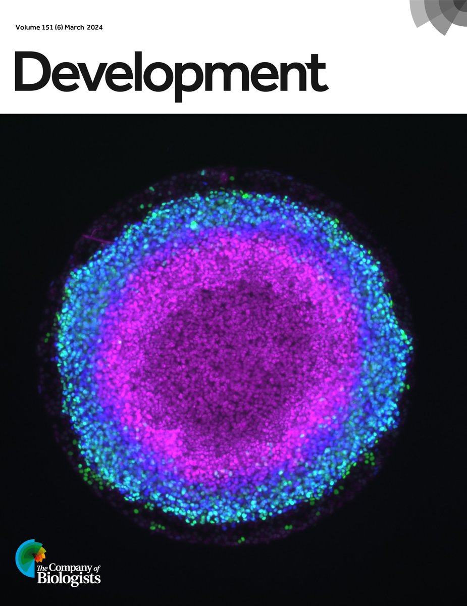 Issue 6 is complete! On the cover: 2D gastruloid derived from micropatterned wild-type human iPSCs after exposure to BMP4 for 48hrs. Cells are labelled for ectoderm (SOX2, magenta), mesoderm (EOMES, blue) and endoderm (SOX17, green). See Bulger at al.: journals.biologists.com/dev/article-lo…