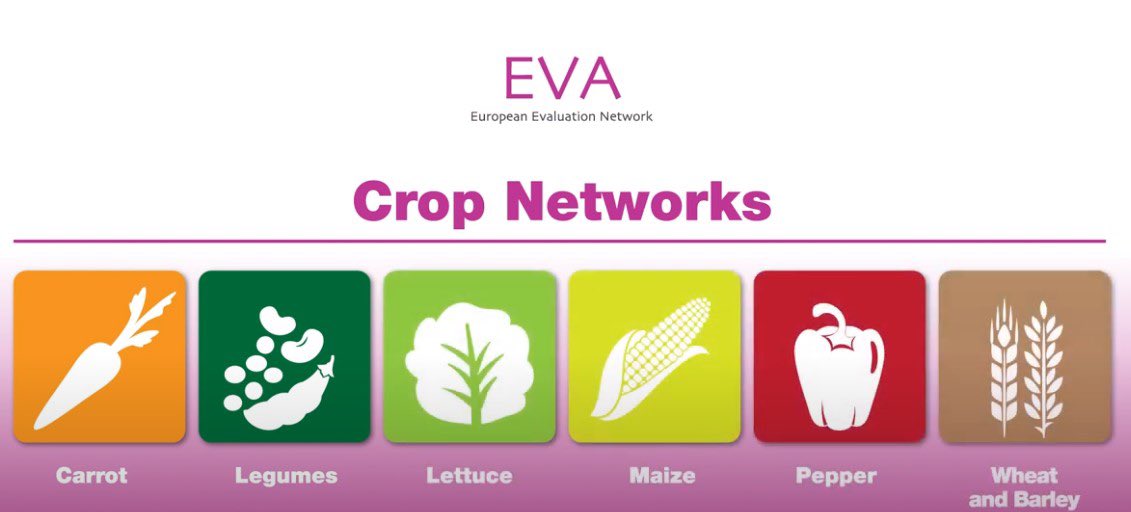 LAMMC2019's tweet photo. LAMMC is working with the @ECPGR #EVAnetwork to evaluate and share valuable #CropDiversity data to enhance European agriculture's sustainability and resilience. 🌾🌱🌿
Learn more about its innovative approach in this video
👇
https://t.co/F9uLeKrPNw https://t.co/DUY96vlkmZ