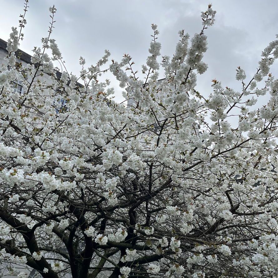 We're absolutely loving all the blossoms around campus at the moment 😍 🌸 What's your favourite part of spring in Leeds?