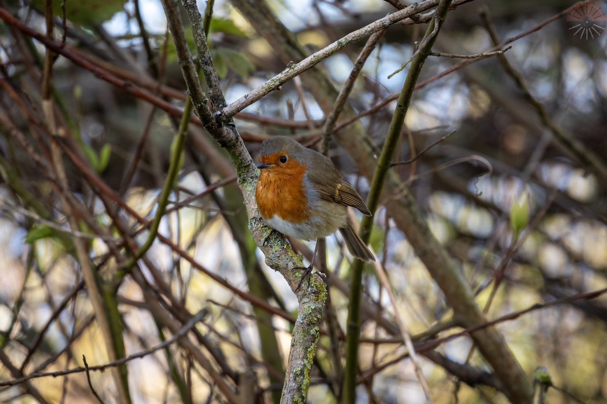 While I was waiting for a couple for Photoshoot I was costed by this one #robin #bird #photo #photography #photographer #my_shot #wildlife #nature