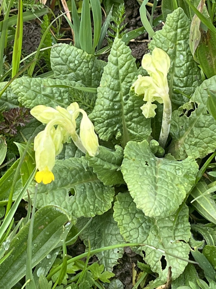 Gorgeous signs of Spring in our new garden here in the Yorkshire Wolds. Fabulous to see Cowslips in the wildflower meadow #spring #wildlife #yorkshire
