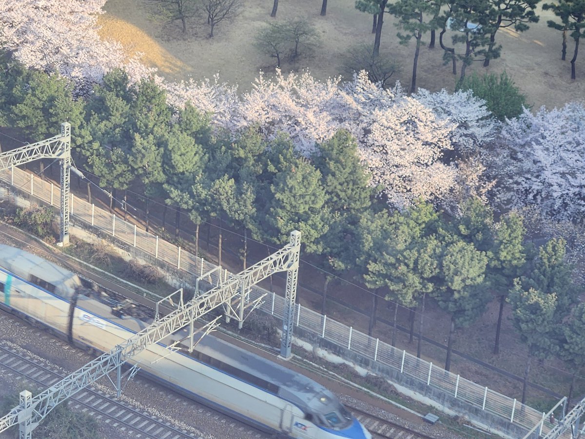 jitenshayarou's tweet photo. 満開の桜と電車

#肩麻痺世界を歩く永豊浦
#fairfieldbymarriott https://t.co/RrjYnSKwrk