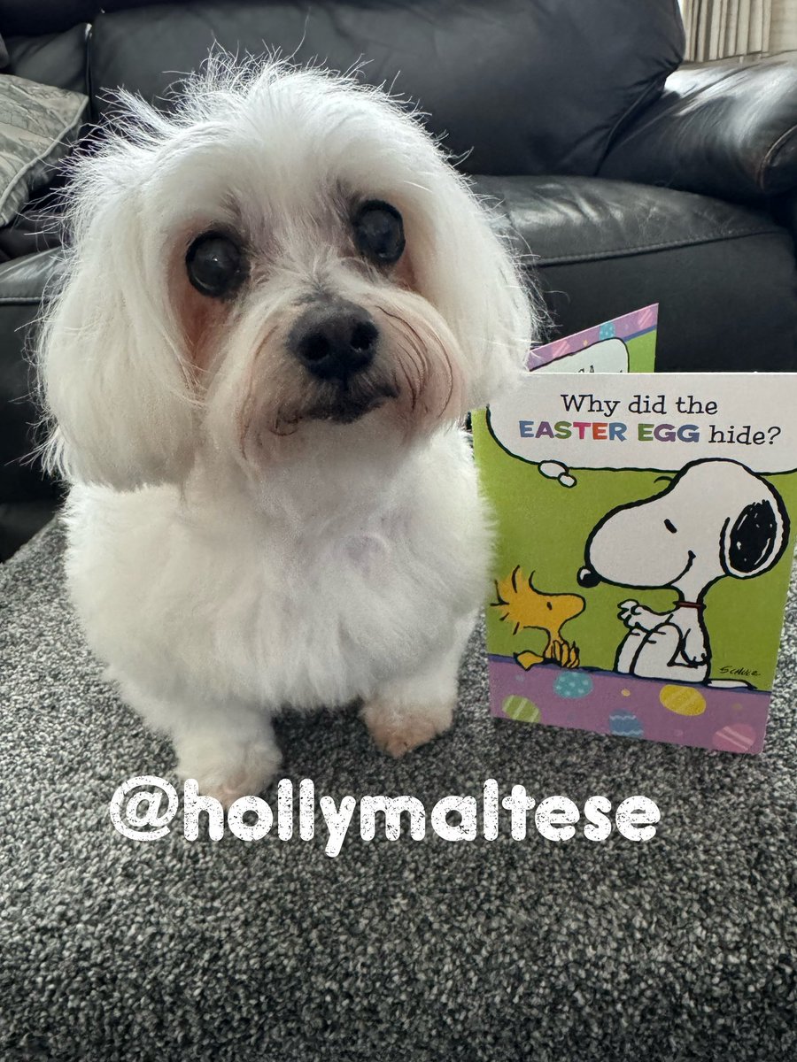 💕Morning Everyone💕 Have a fabby Friday😘 Mum & I have received an Easter card from our lovely friend @beepee50 Thank you so much, We love it 🥰 and this is my new ‘fur do’ from yesterday✂️🛁 Love as always Hollybub x❤️ #dogsoftwitter #CatsOfTwitter #dogsofx #hollybub