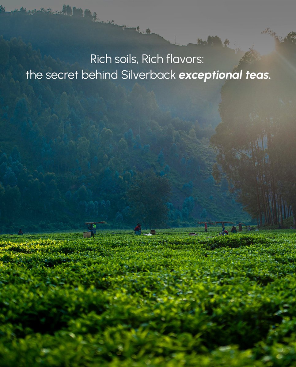 Rich soils, rich flavors: the secret behind exceptional teas.

Our commitment has always been to safeguard and nurture this ecosystem, recognizing that the sustainability of life

#silverbacktea #RwOT  #QualityHarvest #rugabanoteacompany #gisovuteacompany #pfundateacompany #tea