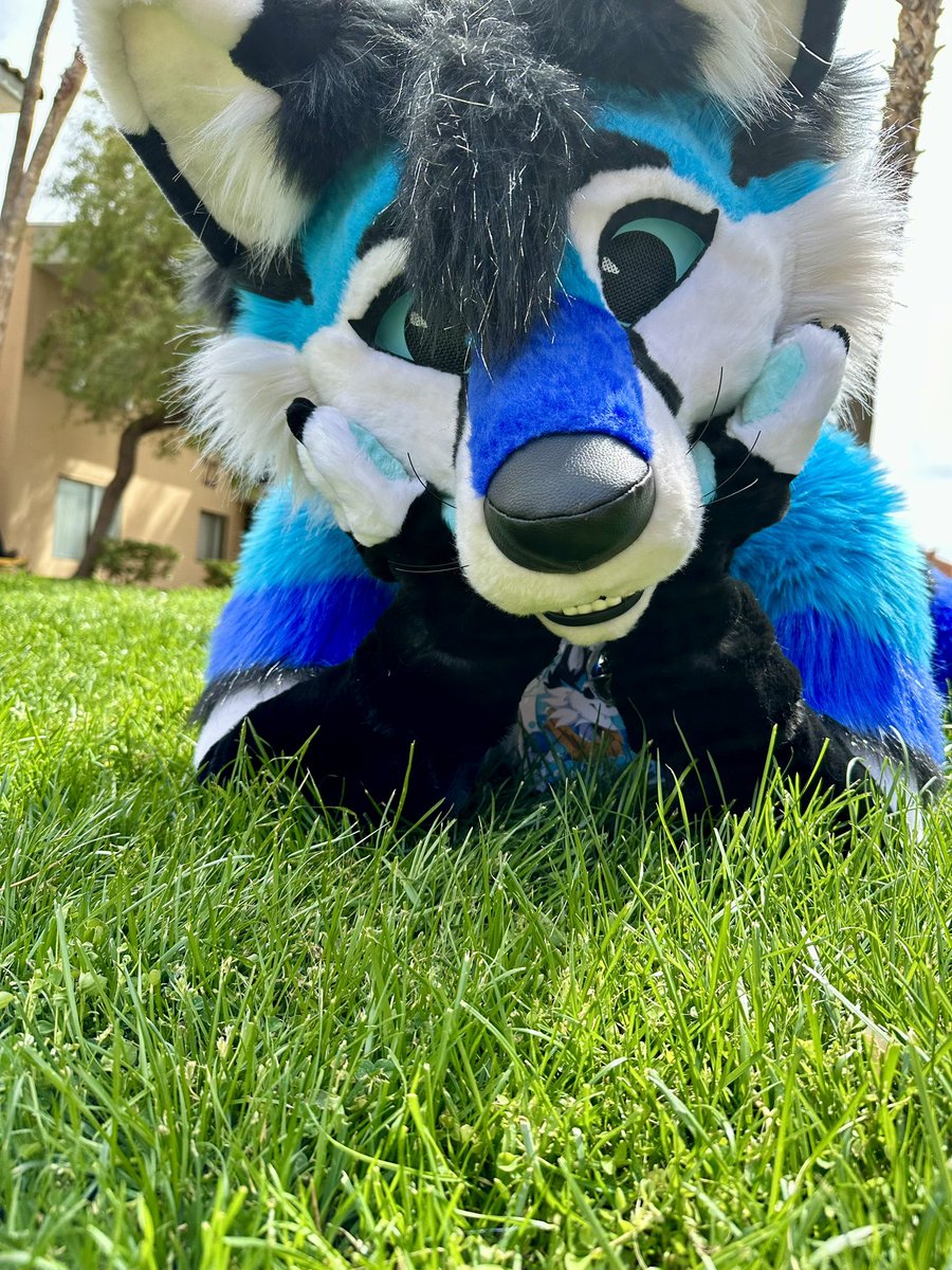 💙QRT with your blue eyed fursuit! 💙 ▫️▫️▫️▫️▫️▫️▫️▫️ #Furry #FursuitFriday ✂️:: @PrimalSuits 📸:: @SeleneMoonSol