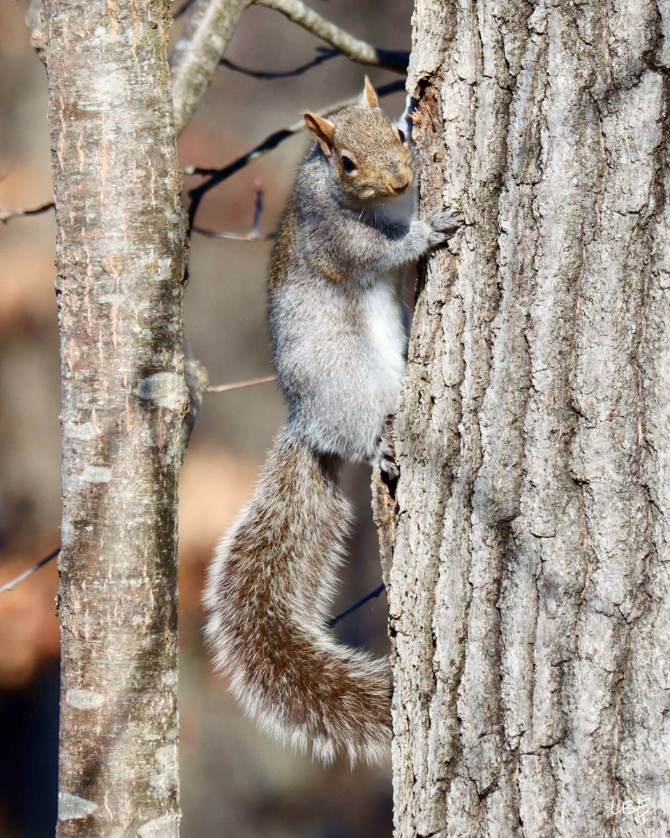 Happy Friday! 🤎 #squirrel #backyardwildlife #naturephotography #teamcanon