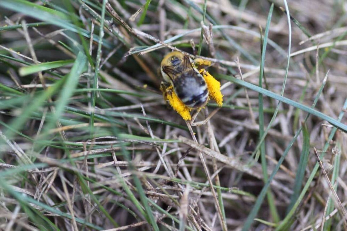 Boosting farm yields AND saving bugs? 🌱🐞 I love being a part of the research building sustainable agriculture. We've shown farming and supporting local biodiversity aren't just possible—they're a win-win! Brandmeier’s research is a great example of that buff.ly/3VfShRy