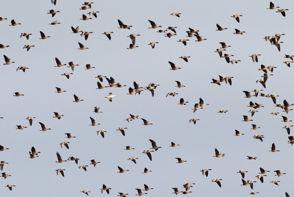 It's a magic time of year when you can hear singing Chiffchaff at the same time as skeins of Pink-footed Geese pass over. Strong southerly winds on Sunday will likely accelerate migration a wee bit!