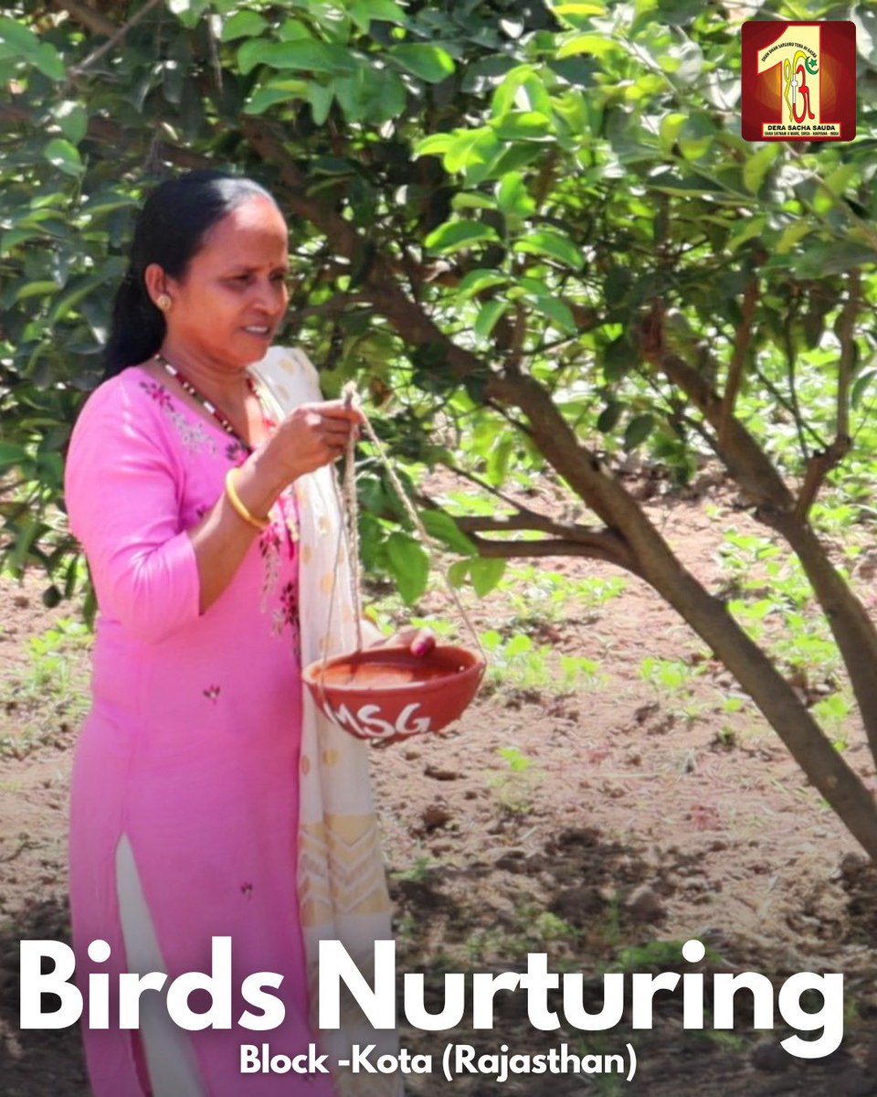 Dera Sacha Sauda volunteers continue their noble mission of nurturing our winged companions! Providing them shade and water, their dedication knows no bounds. Let's applaud their unwavering commitment to bird🐦welfare during these hot months! #BirdsNurturing #SummerCare
