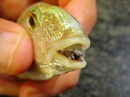@creepydotorg Cymothoa exigua, or the tongue-eating louse, is a crustacean, a parasitic isopod. This parasite enters fish through the gills, and then attaches itself. The female attaches to the fish's tongue, and the male attaches on the gill arches beneath and behind the female. The female…