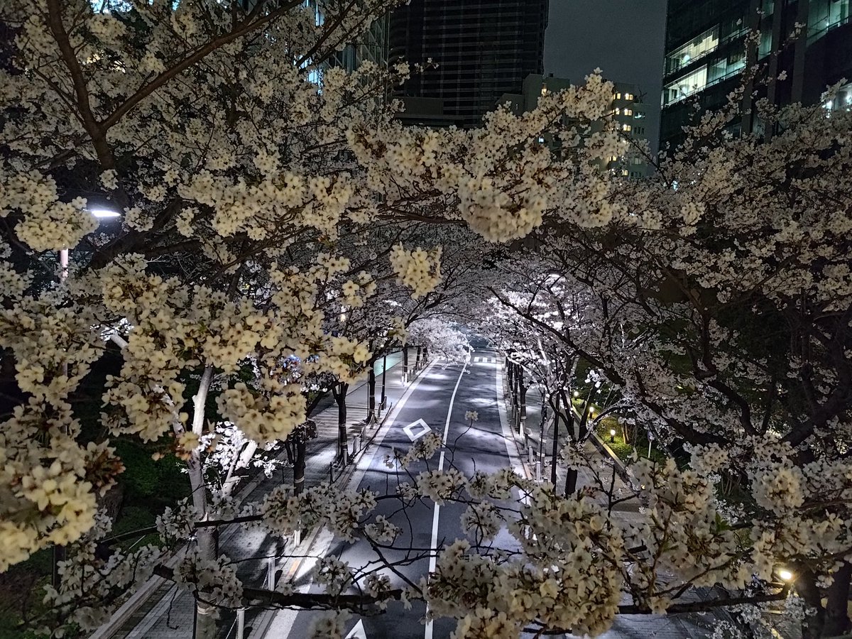 AutumnWindz's tweet photo. Tokyo sakura 🌸 https://t.co/8gKlRm7ems