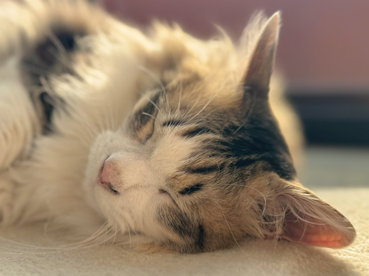 ゆかちん@ウリエル tweet media