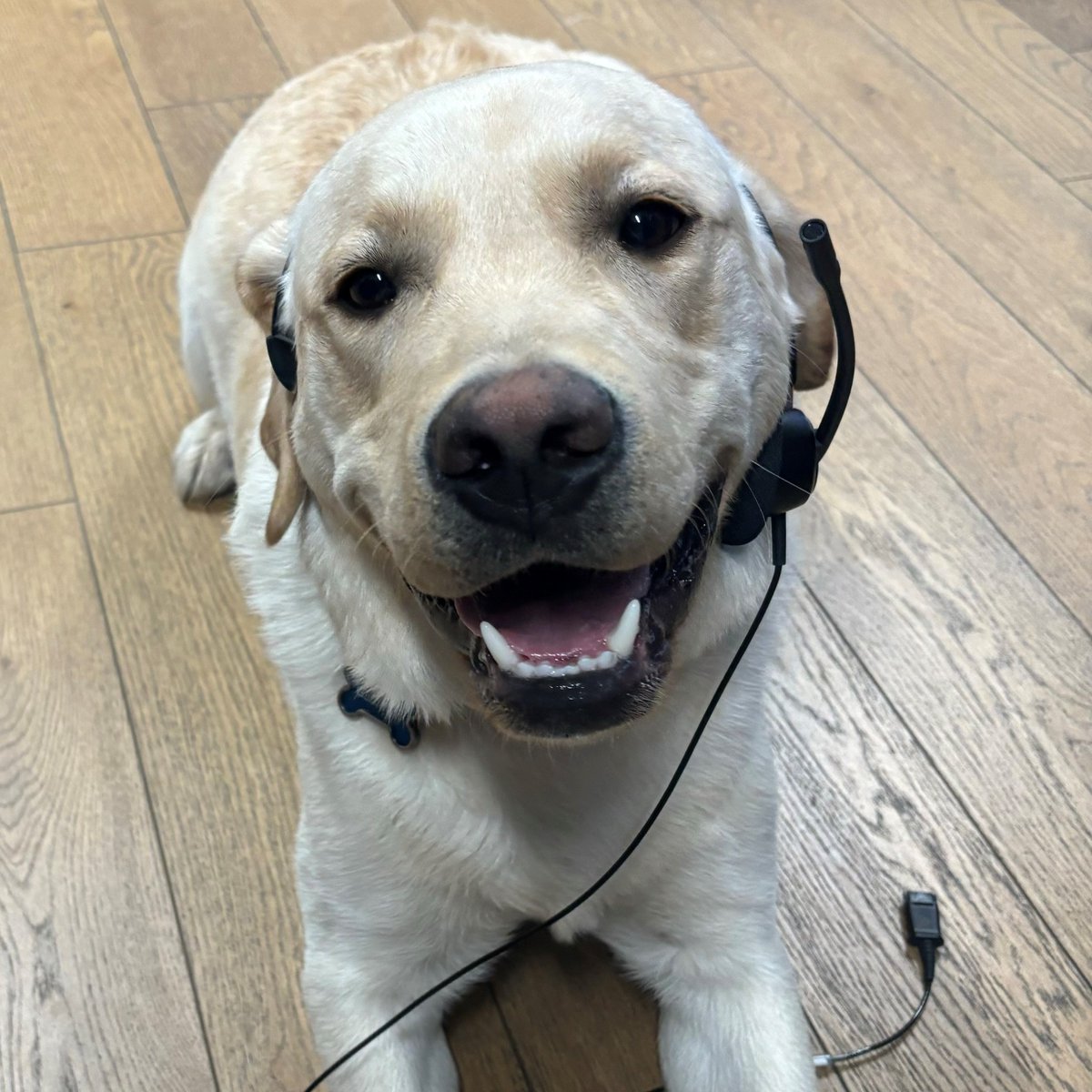 George heard we are hiring dispatchers, so he thought he would give it a shot to see if it was a good fit for him. What do you think... should we hire him? If you're interested in a career with WPS check out our job postings page on our website: woodstockpolice.ca/careers
