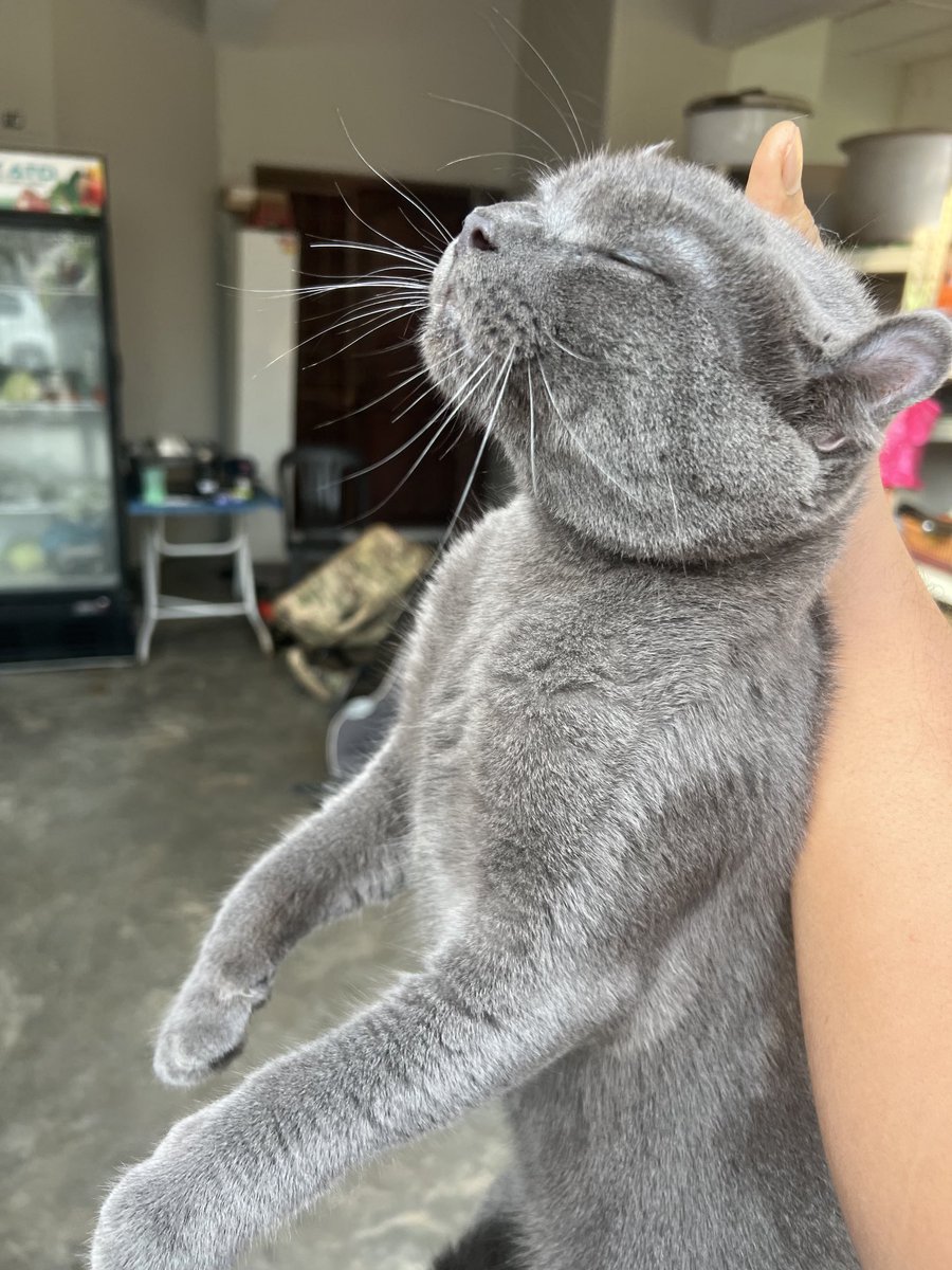 MeanMijer's tweet photo. Si bodo ni aku kurung seminggu. Habis semua kucing rumah orang dia belasah, anjing liar dia kejar. Seumur hidup bela kucing ni baru sekali persatuan kejiranan hantar komplen sebab kucing nakal sangat. https://t.co/UVxOGOywxS