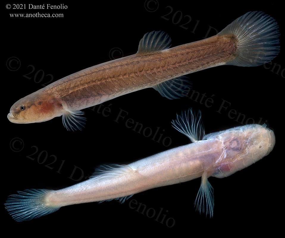 The Spring Cavefish (Forbesichthys agassizii, top) is pigmented and has functional eyes; albeit, inhabits murky waters and is often active at night. Most of the relatives to springfishes and swampfishes are cavefishes -Southern Cavefish (Typhlichthys subterraneus, bottom).