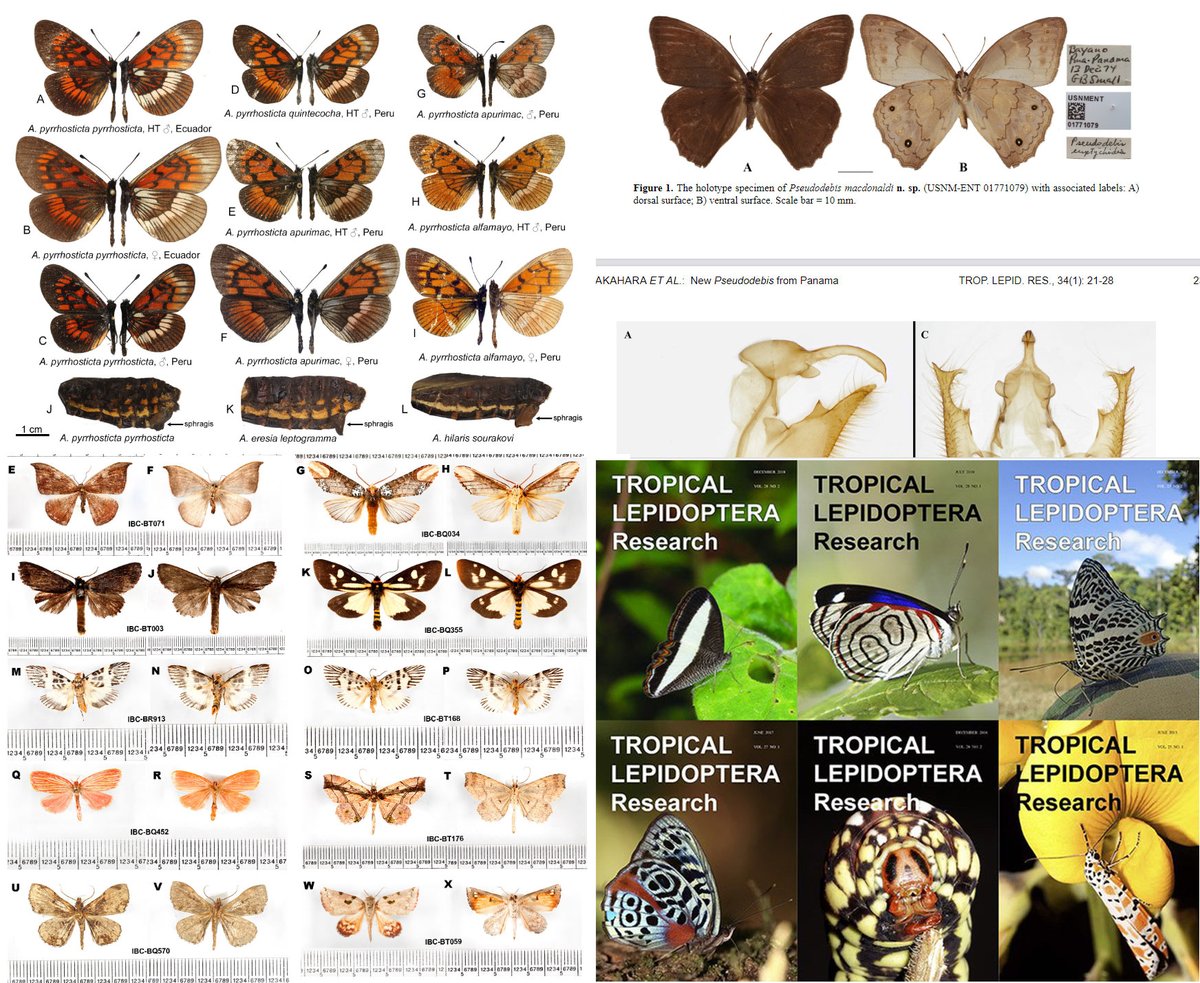 11 new articles were just published by <a href="/TropLepATL/">Association for Tropical Lepidoptera</a>:
Visit journals.flvc.org/troplep for more information about the journal and the society.