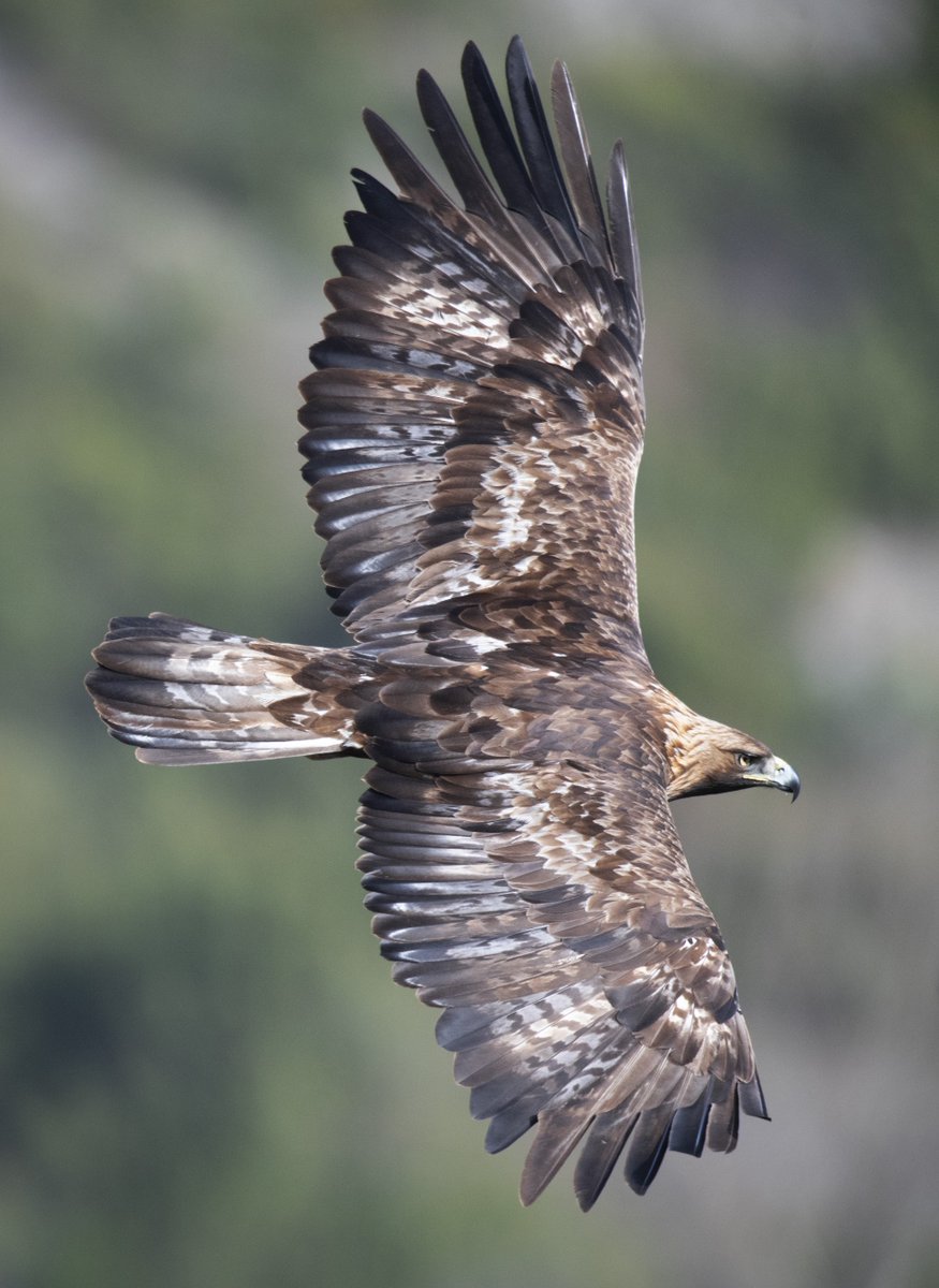 New publication out in
<a href="/AvocettaJournal/">Avocetta</a> Territory selection of breeding Golden #Eagles Aquila chrysaetos in a low-density population, authored by Mazzarano A, Mattea R, Damiani G
doi.org/10.30456/AVO.2…

(photo credit Damiani G)
#raptors