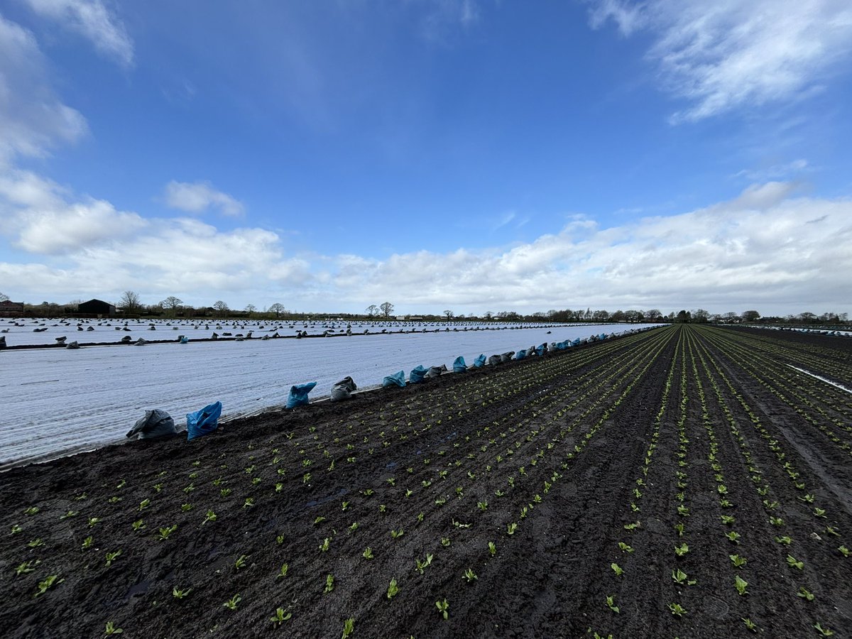 Agronomysilvers's tweet image. It’s been a productive Friday and some blue skies came out after the rain of course 🌤️ @AgriiUK @BASISRegLtd #lettuce #showeryday #happyfriday